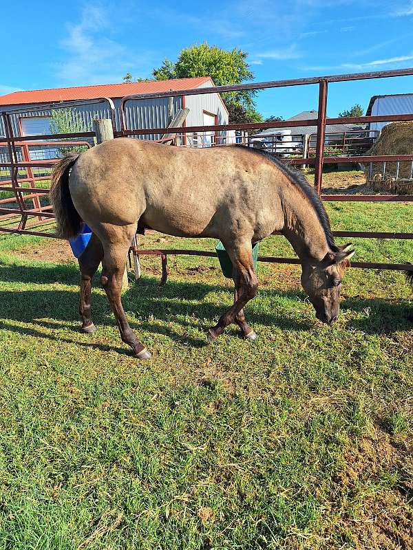 halter-quarter-horse