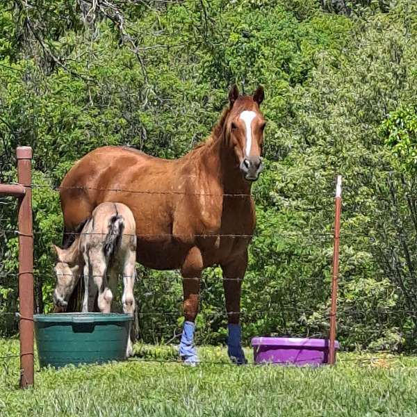 double-registered-quarter-horse