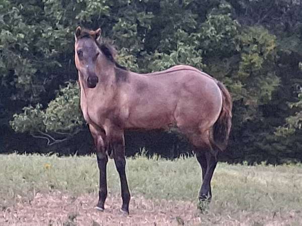 penning-quarter-horse