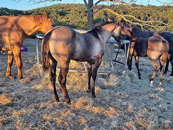 ranch-quarter-horse