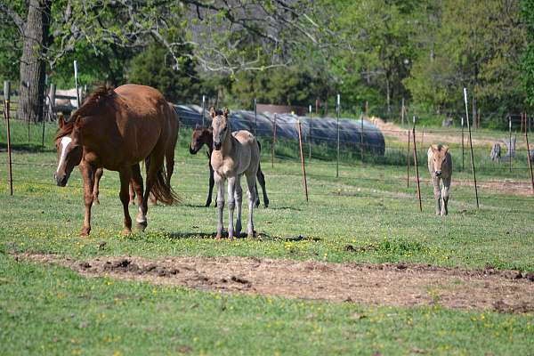 playday-quarter-horse