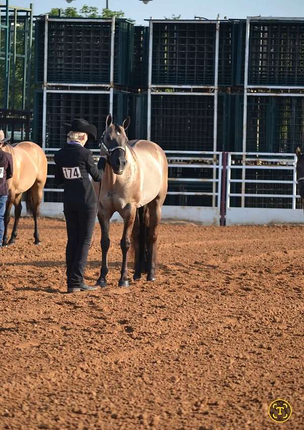 ranch-quarter-horse