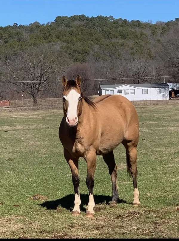 ranch-work-quarter-horse