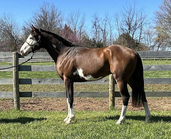 overo-thoroughbred-stallion