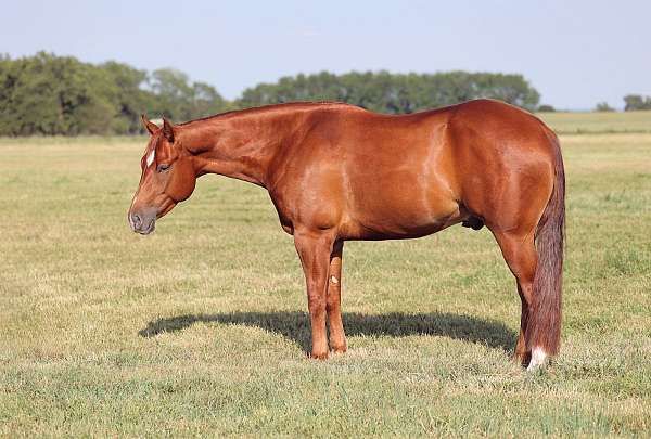 apha-quarter-horse-gelding-stallion