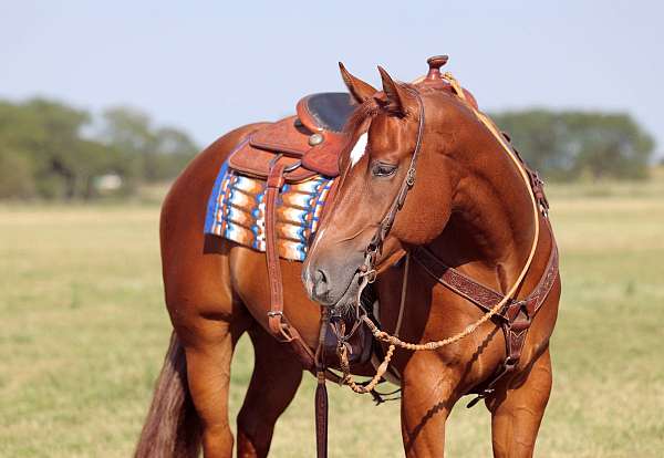 nrbc-quarter-horse-gelding-stallion