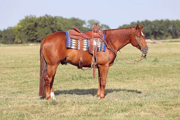 nrha-quarter-horse-gelding-stallion