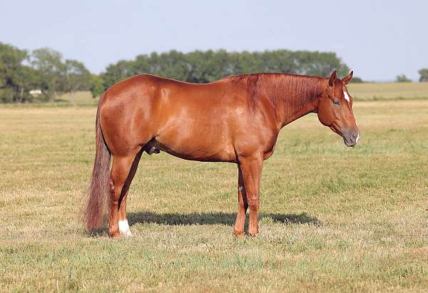 quarter-horse-gelding