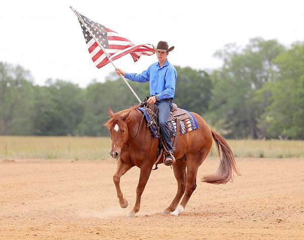 nrbc-gelding-stallion