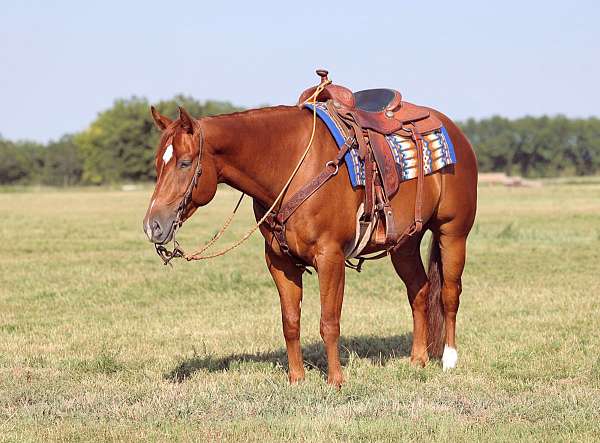 cross-quarter-horse