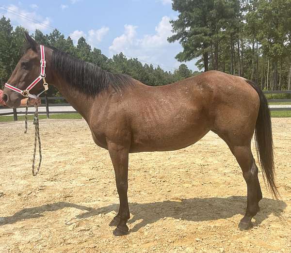 bay-roan-quarter-horse-mare