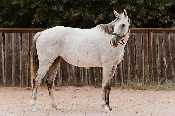 western-dressage-irish-draught-horse