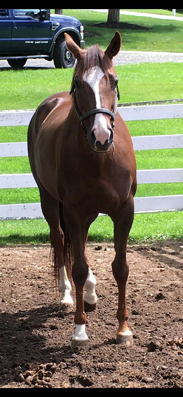 liver-chestnut-appendix-horse