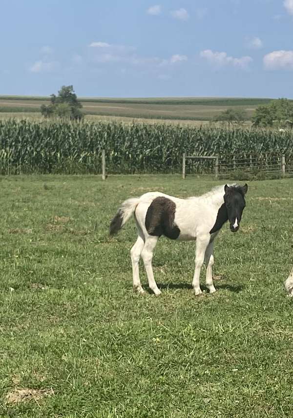 too-cute-miniature-pony