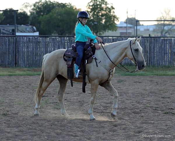 beginner-safe-quarter-horse