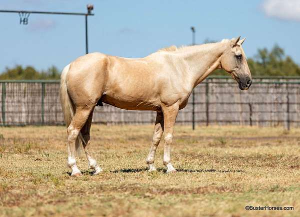 ranch-work-quarter-horse