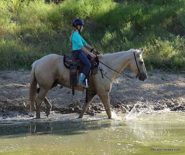 experienced-quarter-horse