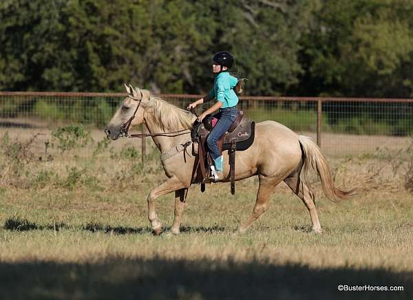 husband-safe-quarter-horse