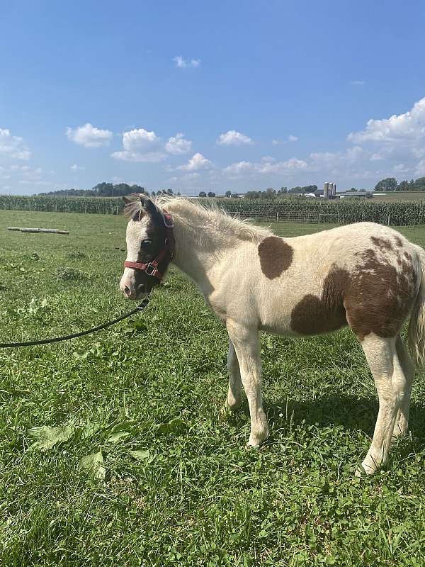 miniature-horse