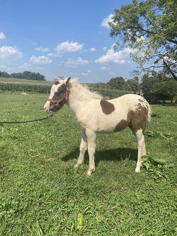 miniature-horse-for-sale