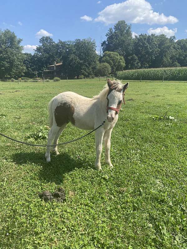 brown-white-stallion-horse