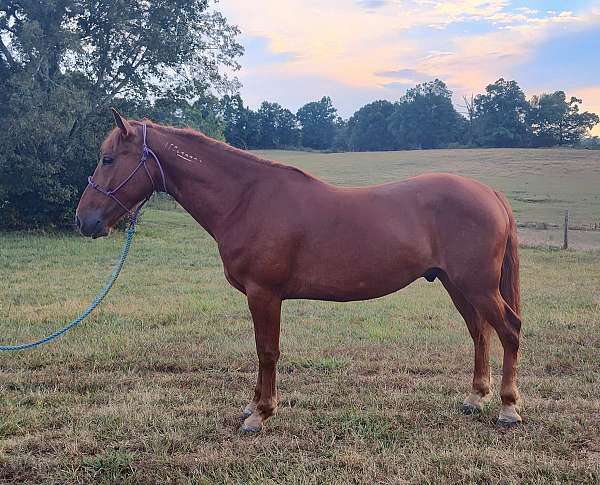 mustang-gelding