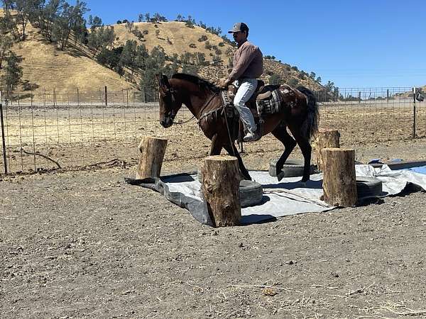 family-horse-mule