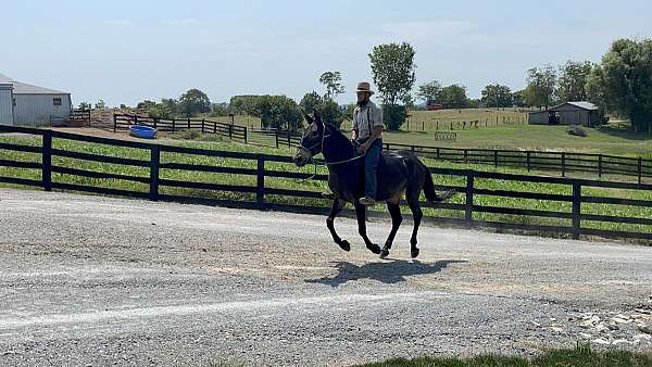 trail-quarter-horse