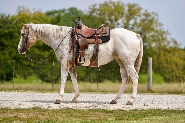 beginner-safe-quarter-horse