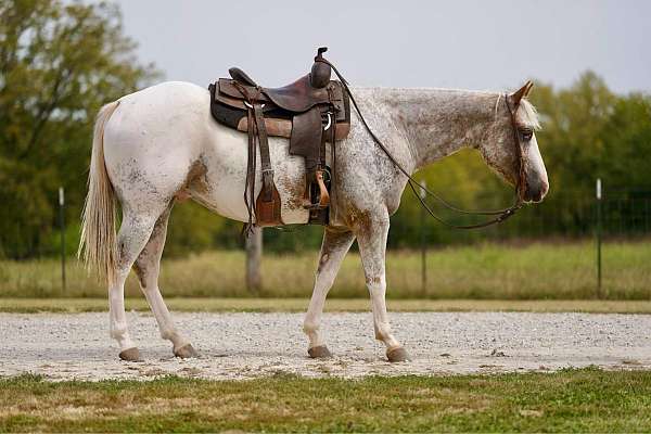 family-horse-quarter