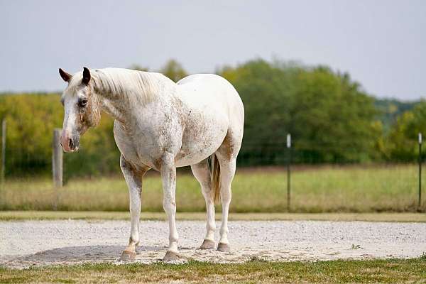 ranch-work-quarter-horse