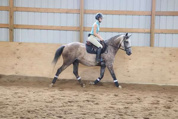 ranch-work-quarter-horse