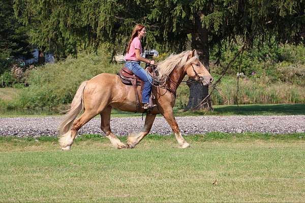 beginner-safe-quarter-horse