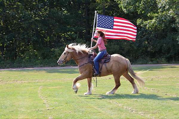 a-hunter-quarter-horse