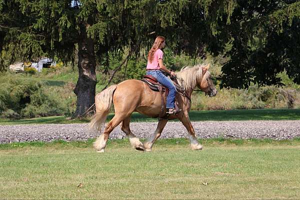 family-horse-quarter