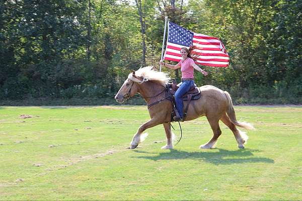 andalusian-quarter-horse