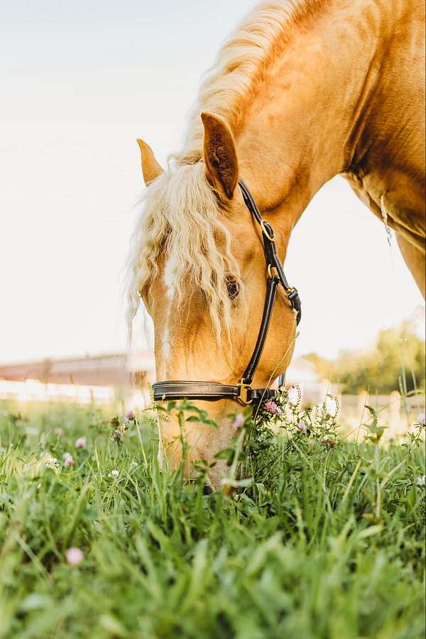 athletic-quarter-horse