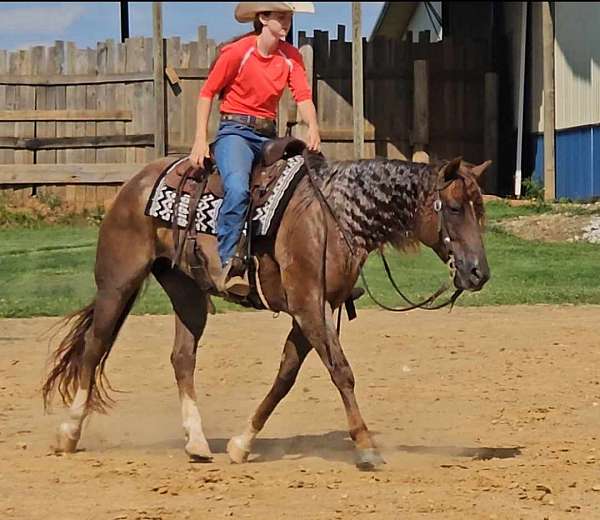 ranch-horse-quarter