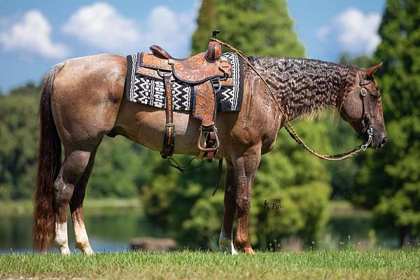 red-roan-rear-socks-horse