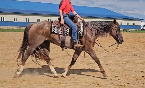 trail-horse-quarter