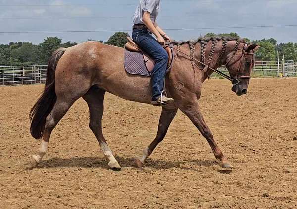 husband-safe-quarter-horse