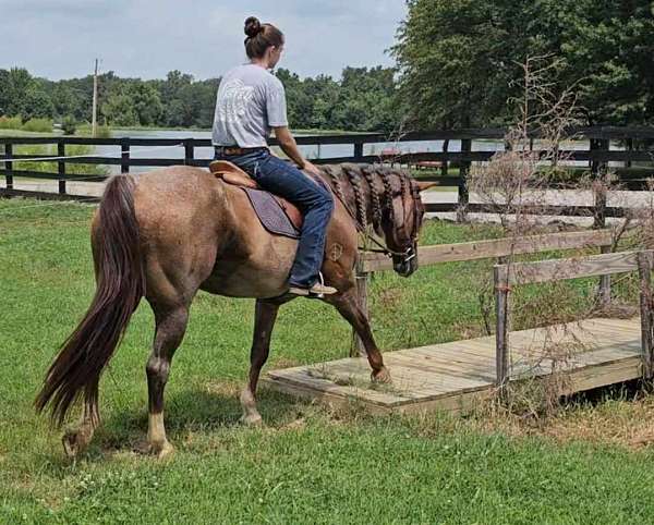 kid-safe-quarter-horse