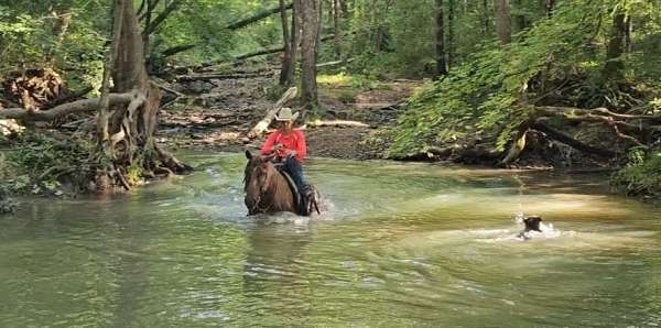 ranch-work-quarter-horse