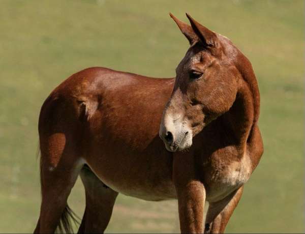 ranch-horse-quarter