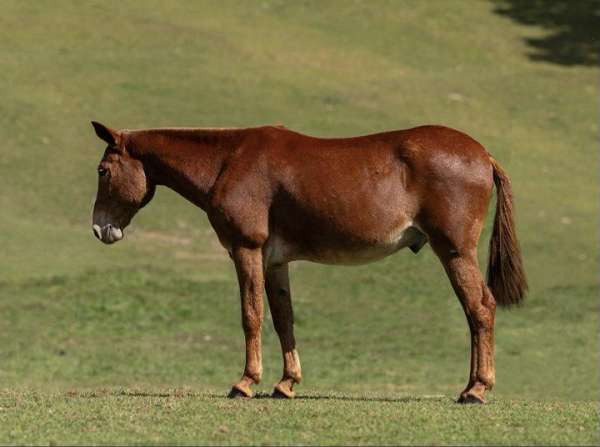 red-roan-rear-socks-horse