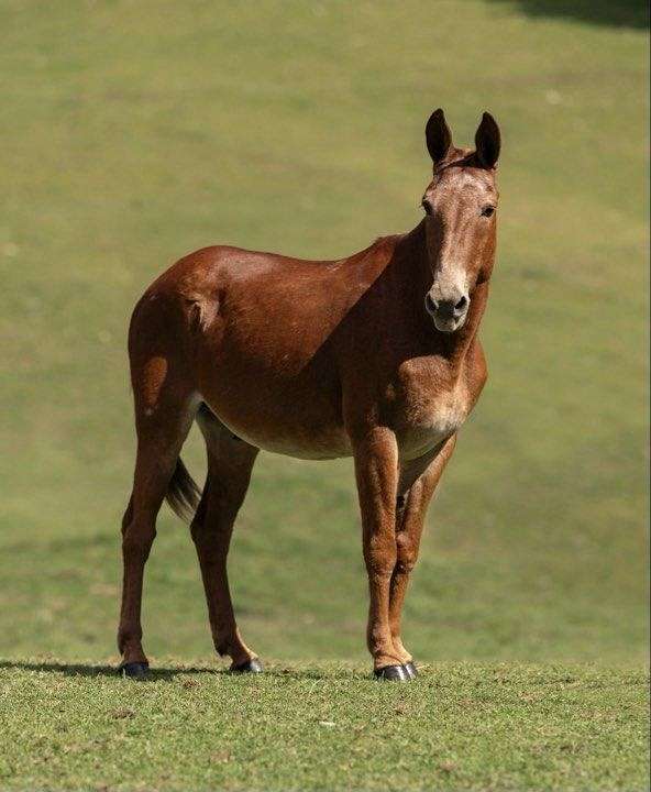 trail-horse-quarter