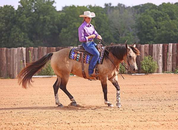 beginner-safe-quarter-horse