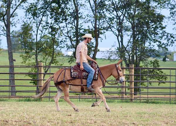 paint-quarter-horse