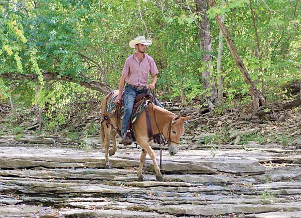 athletic-quarter-horse