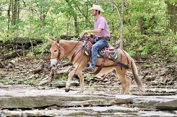 back-quarter-horse